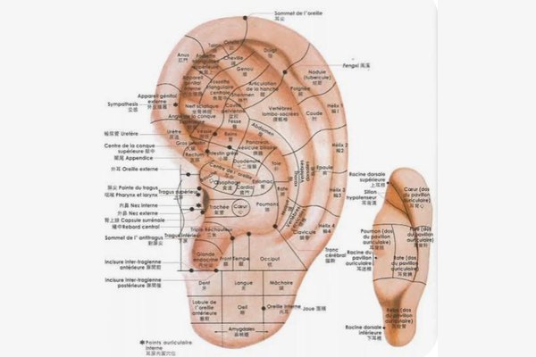 cartographie des points réflexes du pavillon de l'oreille